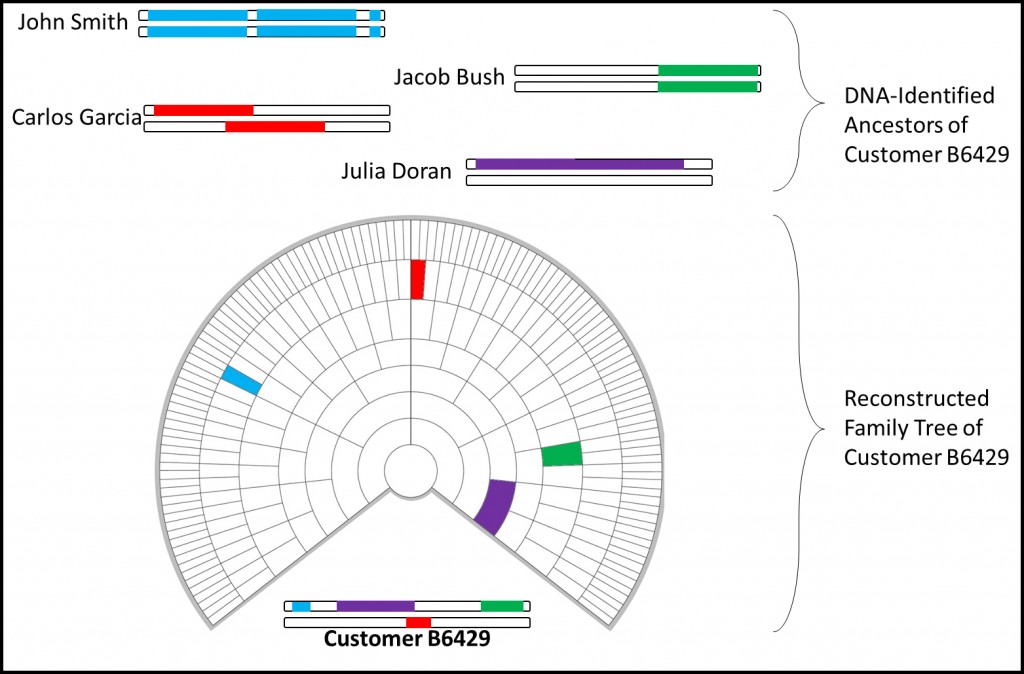 Customer B6429 possesses segments of DNA from four different reconstructed genomes.  This information is used to create a Reverse Family Tree with the identified ancestors mapped to it in the most likely configuration based on the size of the segments, established genealogies, and several other factors.