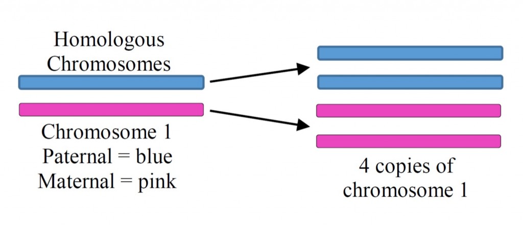 Meiosis