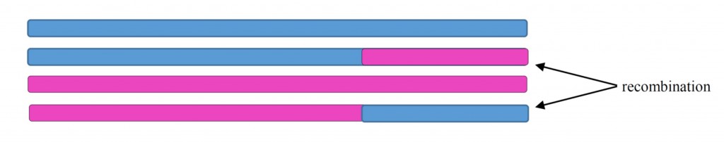 Recombination